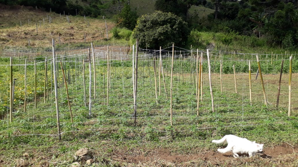 Rural / Chácara no TRIGAL — foto 12