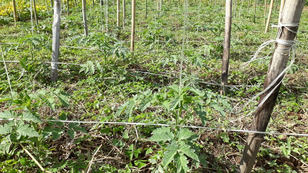 Rural / Chácara no TRIGAL — foto 15