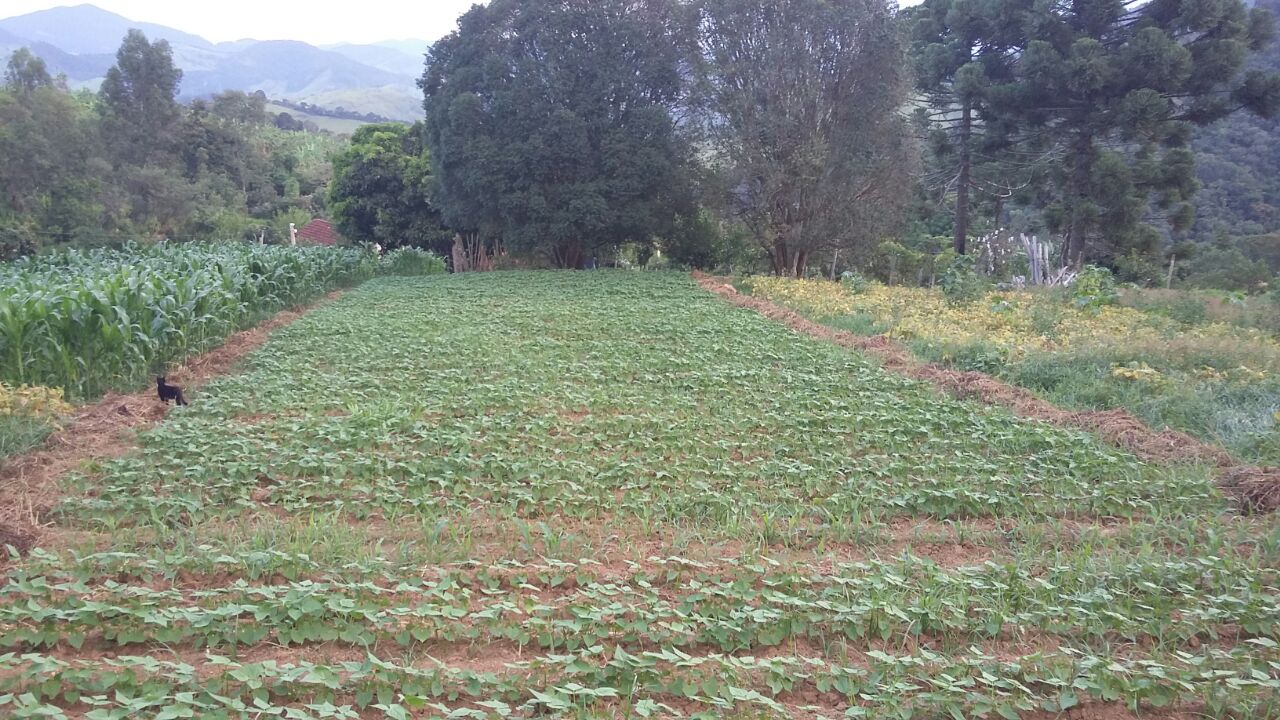 Rural / Chácara no TRIGAL — foto 25