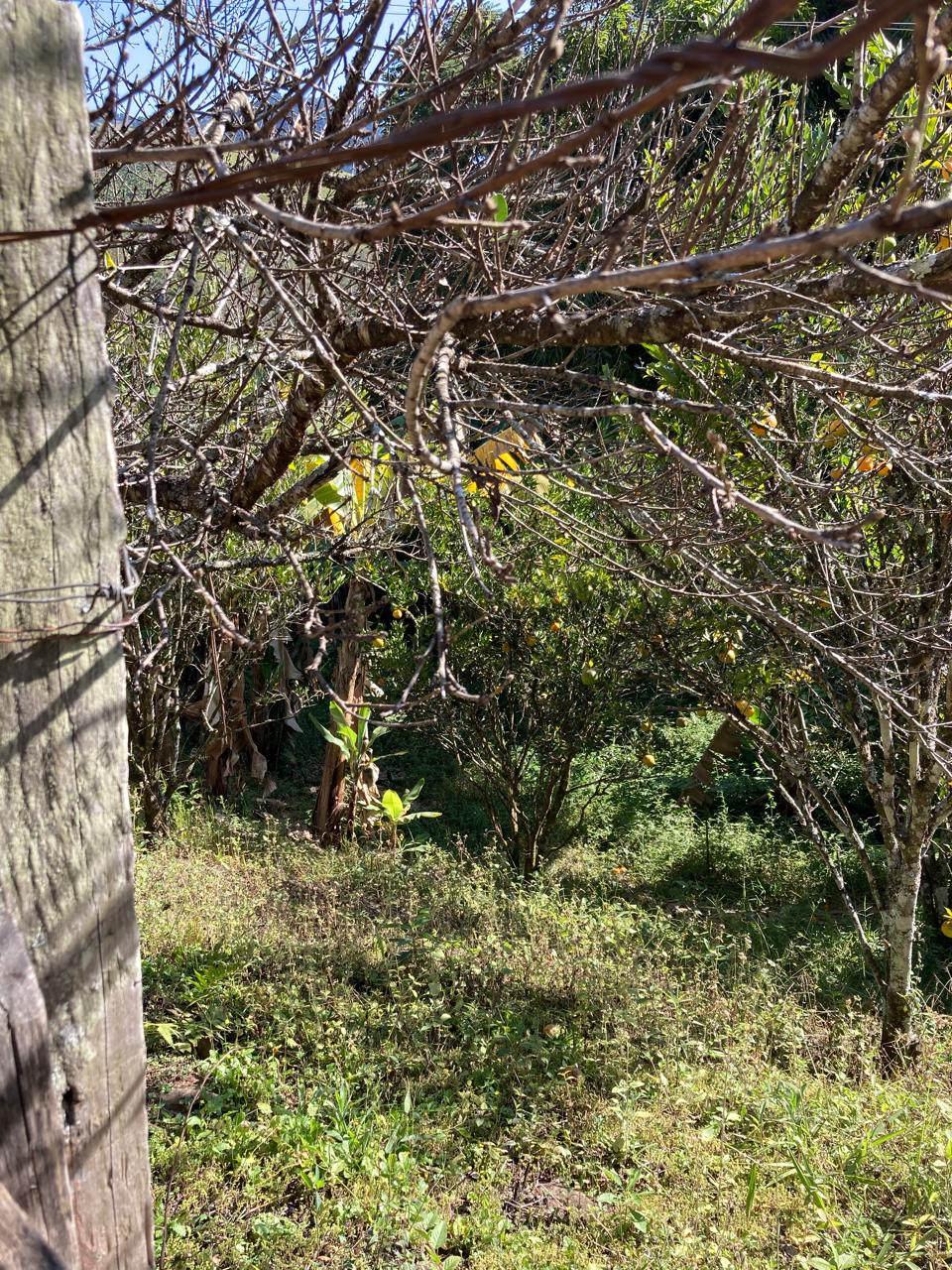 Rural / Chácara no Itajuba — foto 10