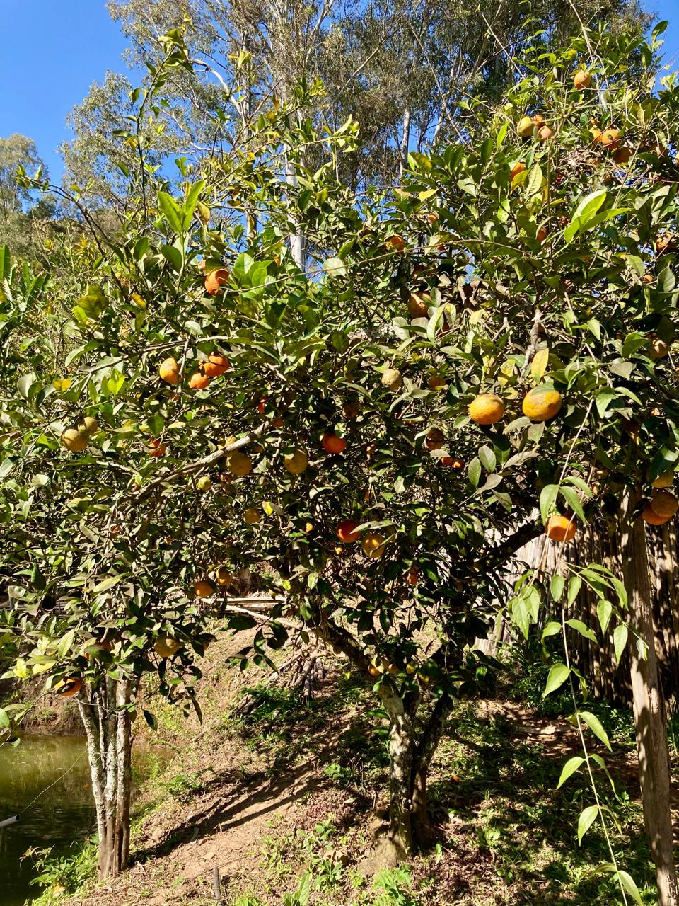 Rural / Chácara no Itajuba — foto 12